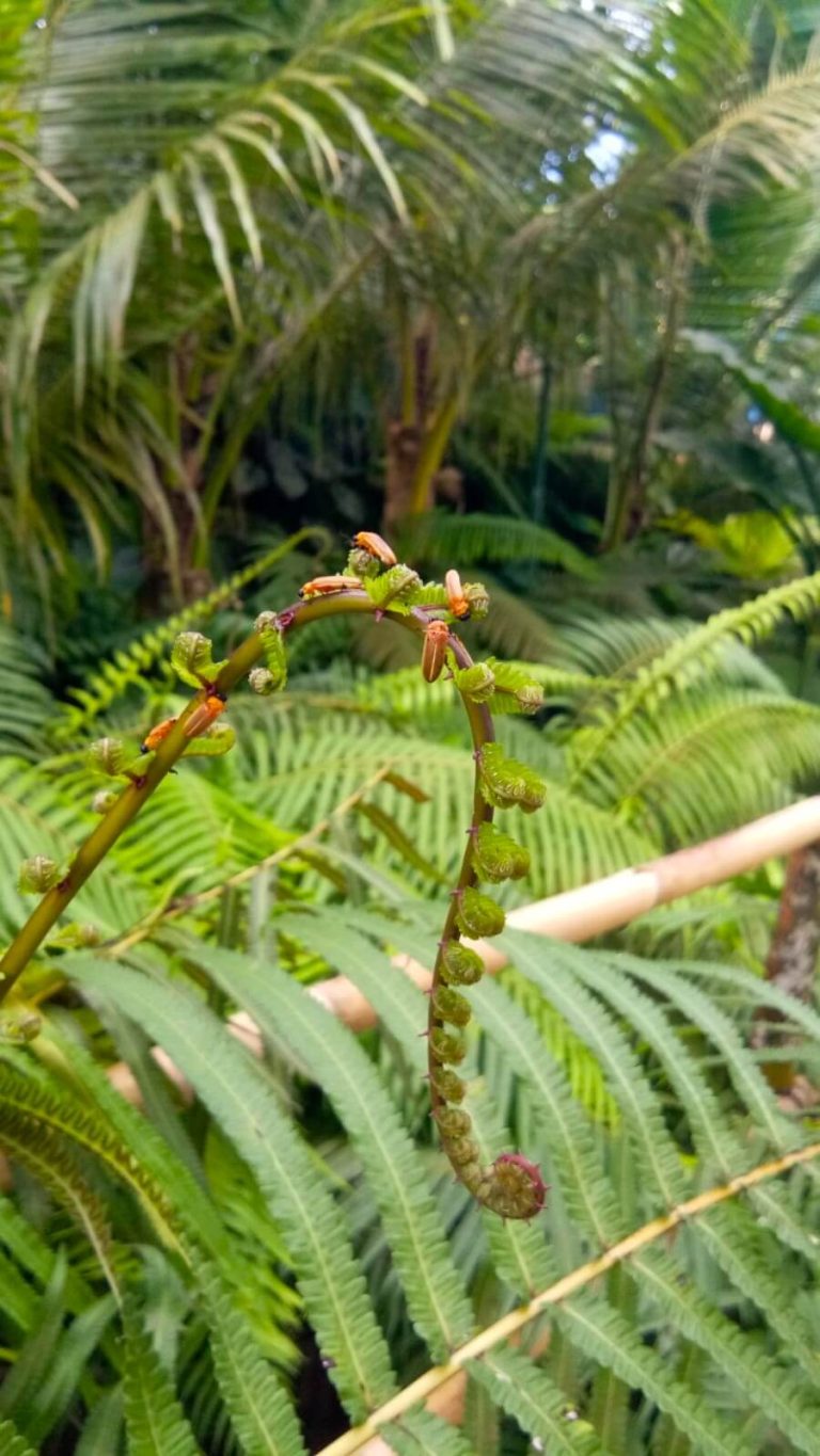 Afternoon Jungle & fireflies Trekking